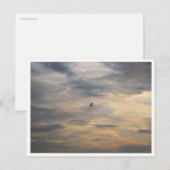 Möwe-Wildtierfotografie Postkarte (Vorne/Hinten)