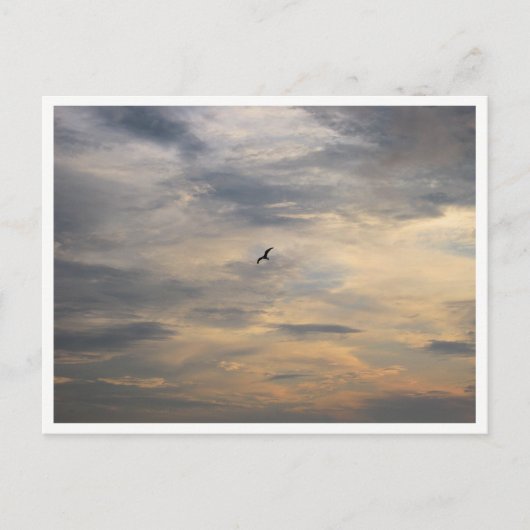 Möwe-Wildtierfotografie Postkarte (Vorderseite)