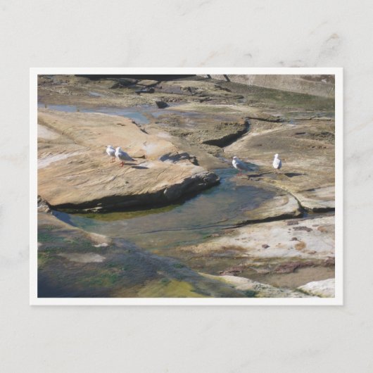 Möwe-Wildtierfotografie Postkarte (Vorderseite)