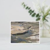 Möwe-Wildtierfotografie Postkarte (Stehend Vorderseite)