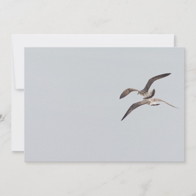 Möwen (Vorderseite)