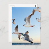 Möwen-3 Postkarte (Vorne/Hinten)