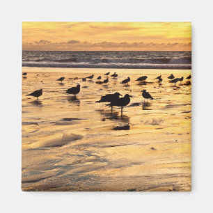 Möwen am Strand bei Sonnenuntergang Magnet