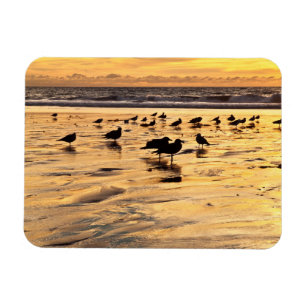Möwen am Strand bei Sonnenuntergang Magnet