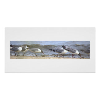 Möwen am Strand Poster