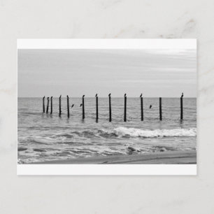 Möwen am Strand Postkarte