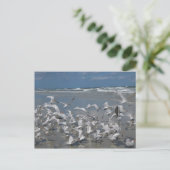 Möwen am Strand Postkarte (Stehend Vorderseite)