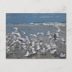Möwen am Strand Postkarte