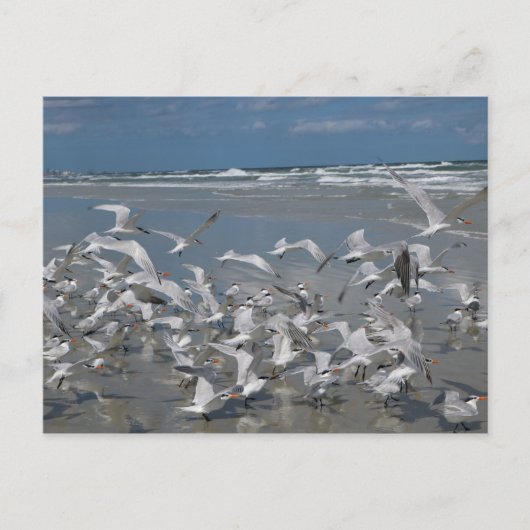 Möwen am Strand Postkarte (Vorderseite)