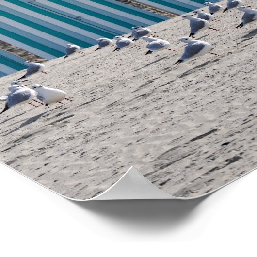 Möwen am Strand von Fort Mahon in Frankreich. Poster (Ecke)