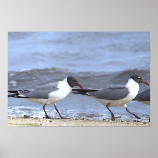 Möwen am Ufer Poster