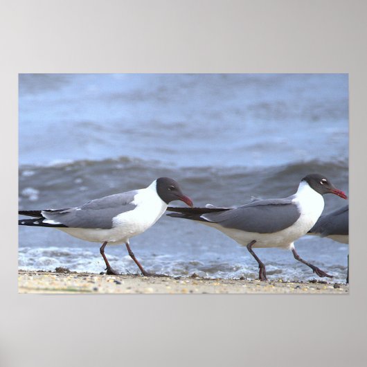 Möwen am Ufer Poster (Vorne)