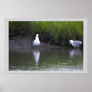 Möwen am Wasser Poster
