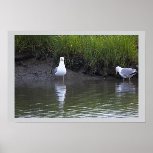 Möwen am Wasser Poster (Vorne)