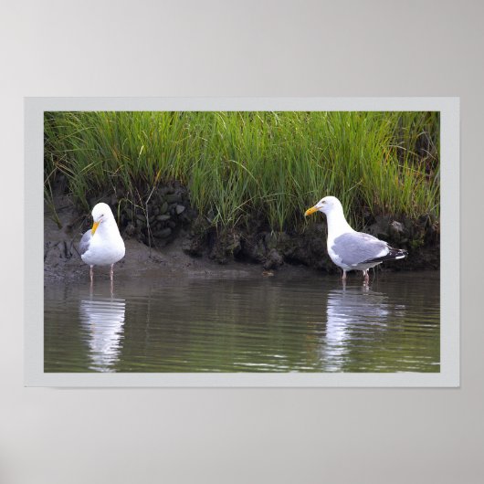 Möwen am Wasser Poster (Vorne)