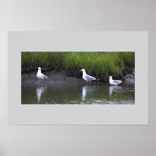 Möwen am Wasser Poster (Vorne)
