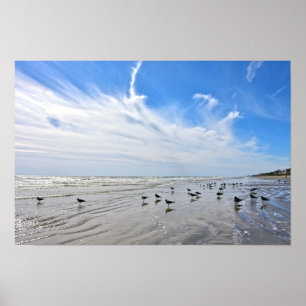 Möwen an einem Strand von Galveston Island, Texas Poster