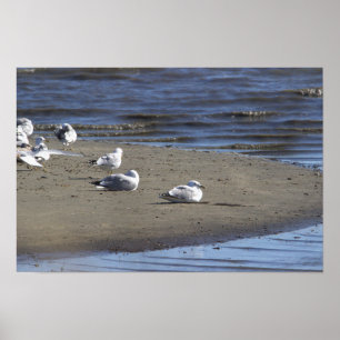 Möwen auf dem Strandposter Poster