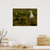 Möwen auf der Insel Anacapa Poster (Küche)