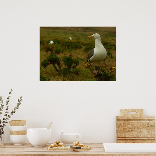 Möwen auf der Insel Anacapa Poster (Küche)