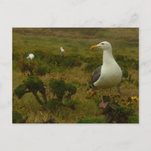 Möwen auf der Insel Anacapa Postkarte