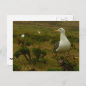 Möwen auf der Insel Anacapa Postkarte (Vorne/Hinten)
