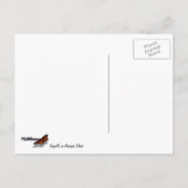 Möwen auf der Insel Anacapa Postkarte (Rückseite)