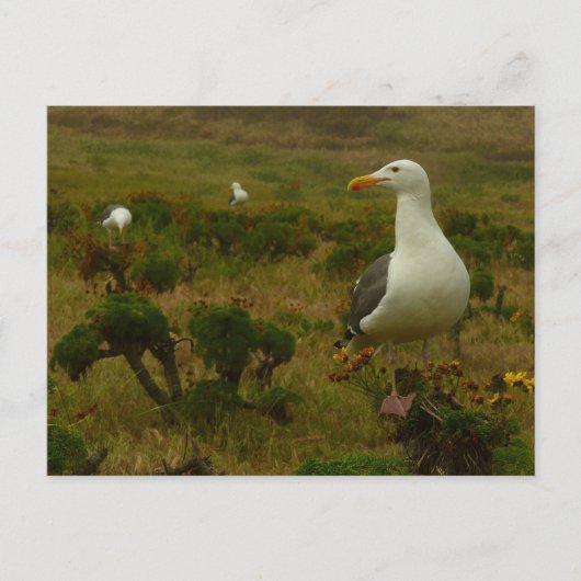 Möwen auf der Insel Anacapa Postkarte (Vorderseite)