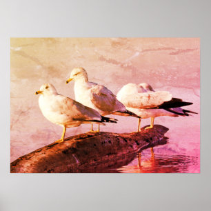 Möwen auf einem Protokoll Poster