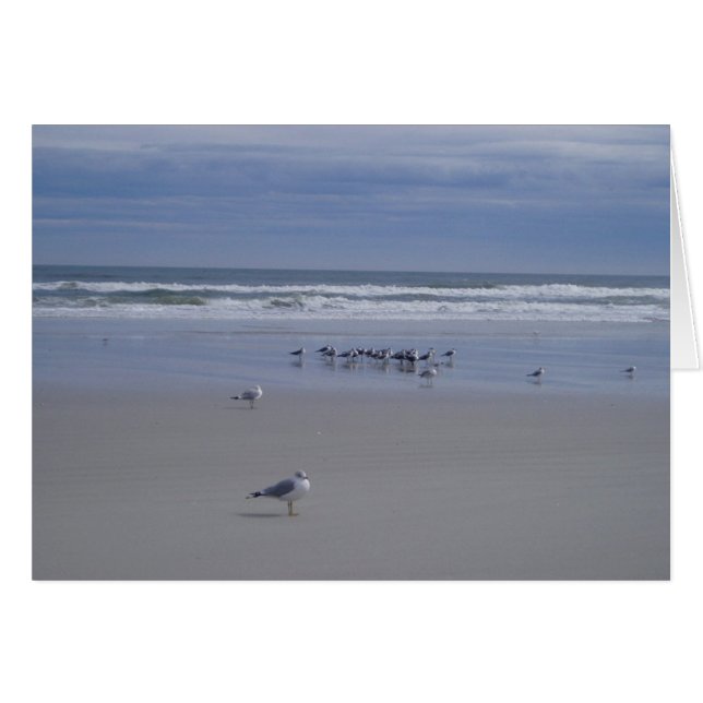 Möwen auf Parade (Vorderseite (Horizontal))