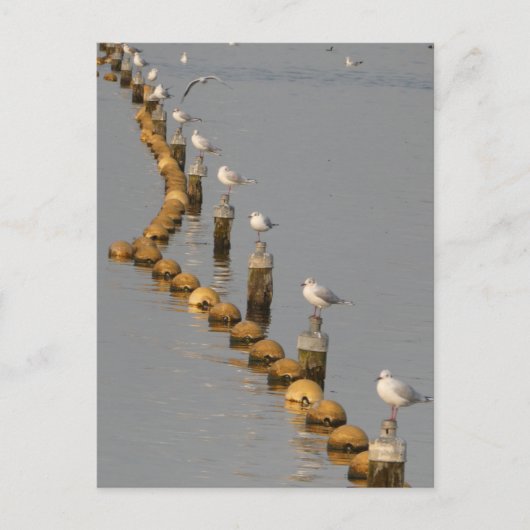 Möwen auf Poles DIY Postcard Postkarte (Vorderseite)