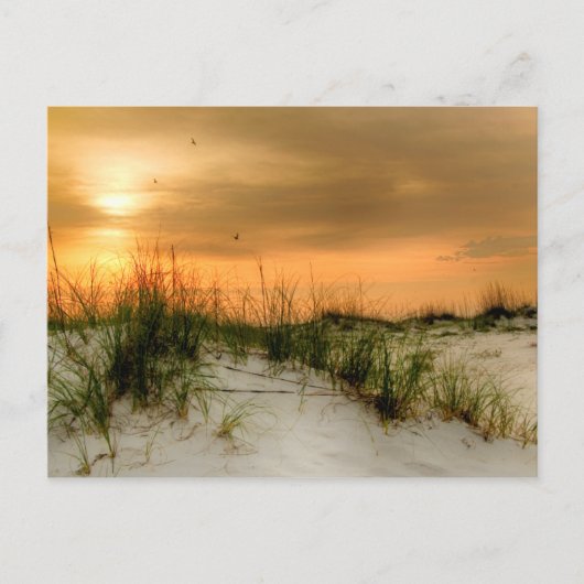 Möwen bei Sonnenaufgang Postkarte (Vorderseite)