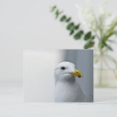 Möwen brauchen auch Liebe Postkarte (Stehend Vorderseite)