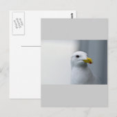Möwen brauchen auch Liebe Postkarte (Vorne/Hinten)