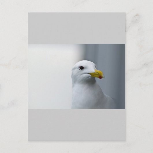 Möwen brauchen auch Liebe Postkarte (Vorderseite)