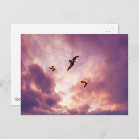 Möwen fliegen in einem Sonnenuntergang Postkarte (Vorne/Hinten)