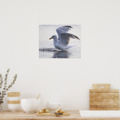 Möwen-Foto-Poster Poster (Küche)