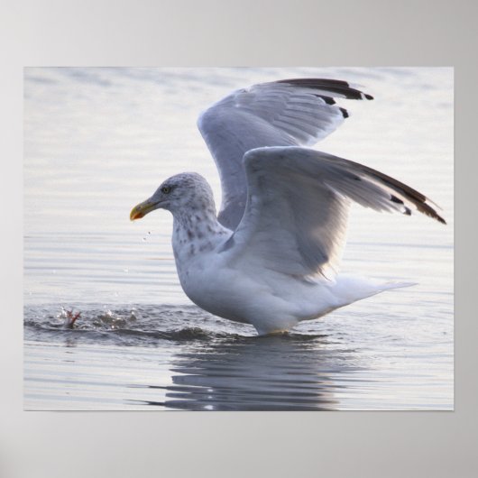Möwen-Foto-Poster Poster (Vorne)