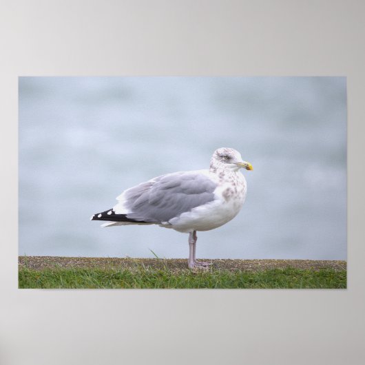 Möwen-Foto-Poster Poster (Vorne)