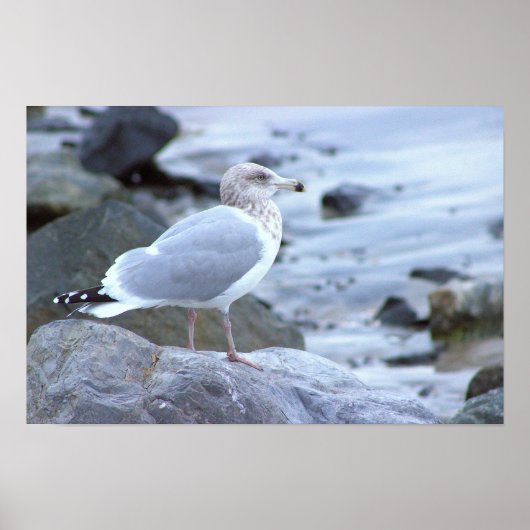 Möwen-Foto-Poster Poster (Vorne)