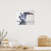 Möwen-Foto-Poster Poster (Küche)