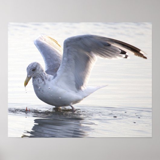 Möwen-Foto-Poster Poster (Vorne)