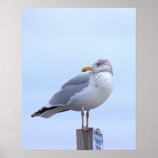 Möwen-Foto-Poster Poster (Vorne)