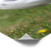 Möwen-Foto-Poster Poster (Ecke)