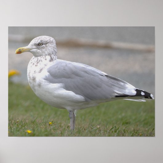 Möwen-Foto-Poster Poster (Vorne)