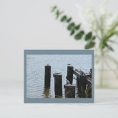 Möwen Foto Postkarte (Stehend Vorderseite)