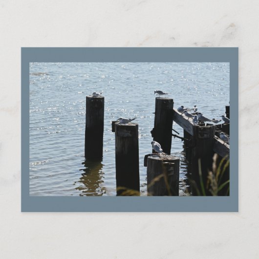 Möwen Foto Postkarte (Vorderseite)