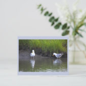Möwen Foto Postkarte (Stehend Vorderseite)