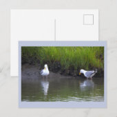 Möwen Foto Postkarte (Vorne/Hinten)