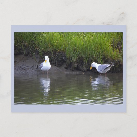 Möwen Foto Postkarte (Vorderseite)